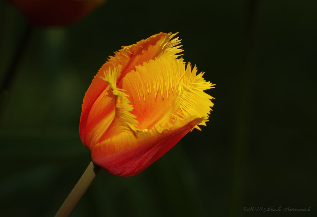 Album "Tulip" | Fotografiebild "Blumen" von Natali Antonovich im Sammlung/Foto Lager.