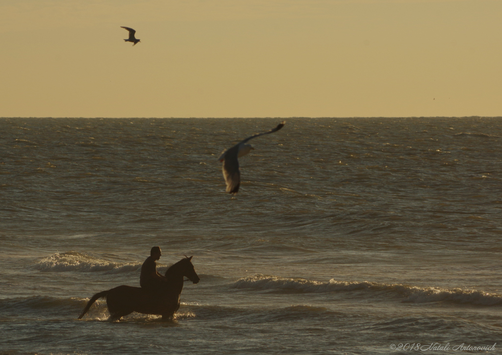 Album  "Belgian Coast" | Photography image "Parallels" by Natali Antonovich in Photostock.