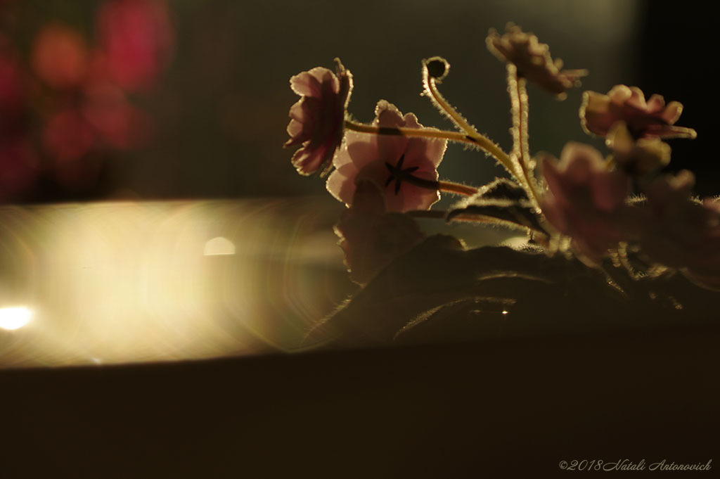 Альбом "Violets" | Фотография "Цветы" от Натали Антонович в Архиве/Банке Фотографий