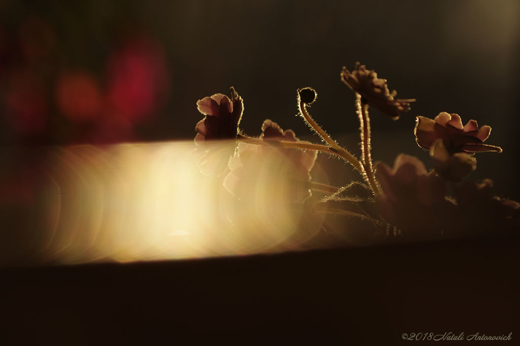 Photography image "Violets" by Natali Antonovich | Photostock.