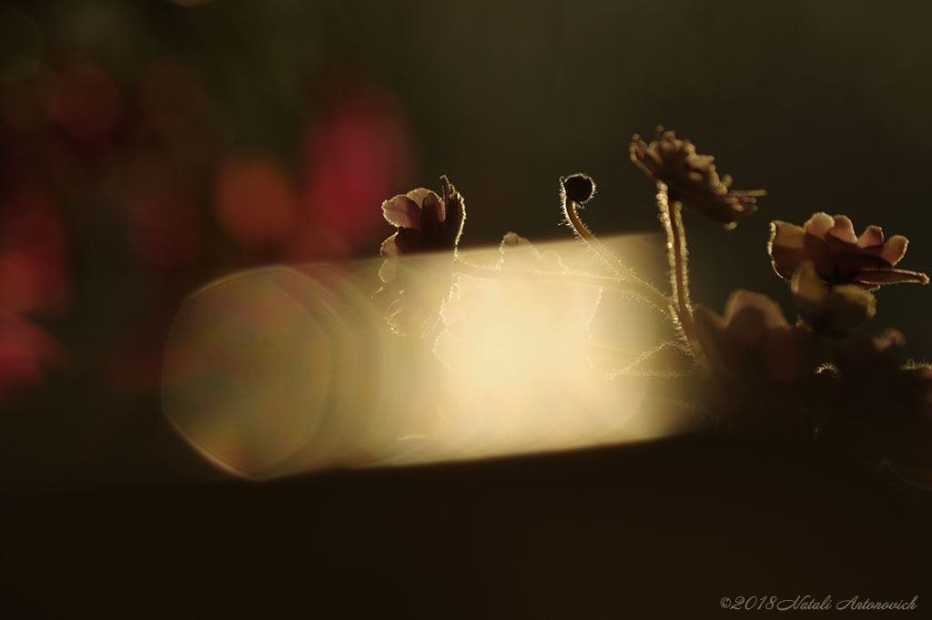 Album "Violets" | Fotografiebild "Blumen" von Natali Antonovich im Sammlung/Foto Lager.