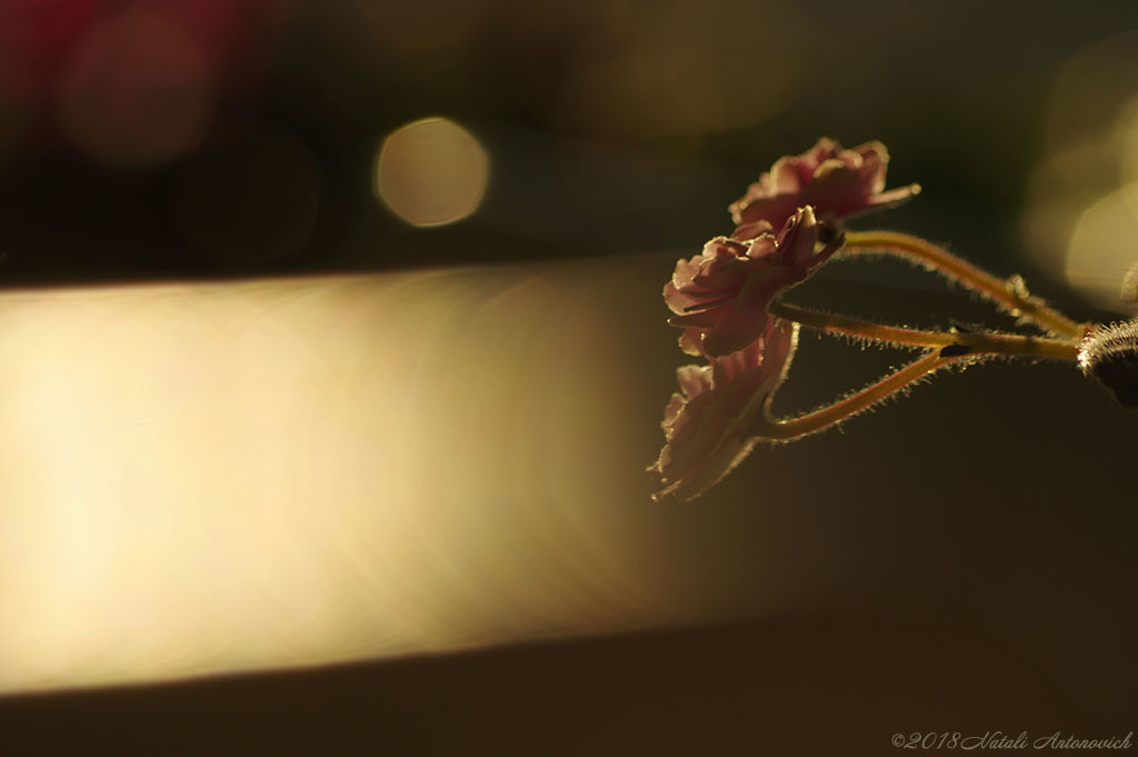 Image de photographie "Violets" de Natali Antonovich | Photostock.
