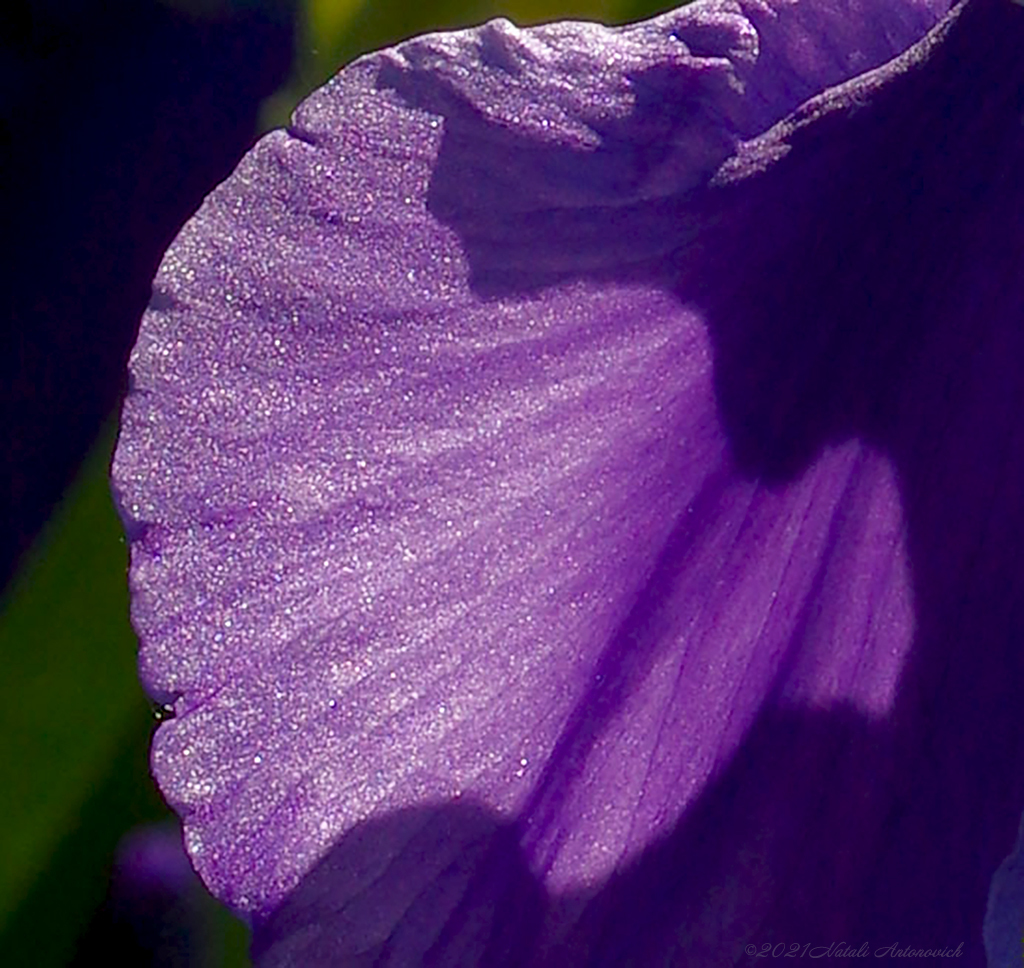 Album "Bild ohne Titel" | Fotografiebild "Blumen" von Natali Antonovich im Sammlung/Foto Lager.