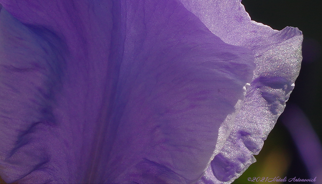 Album "Afbeelding zonder titel" | Fotografie afbeelding "Bloemen" door Natali Antonovich in Archief/Foto Voorraad.