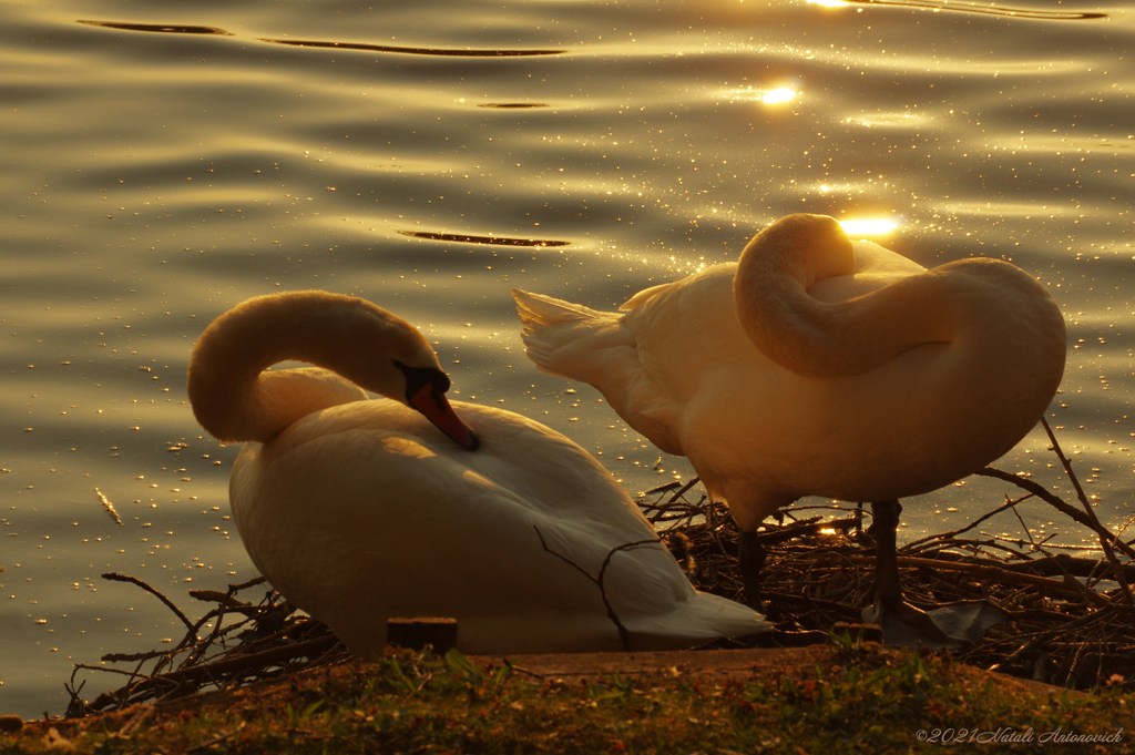 Image de photographie "Image sans titre" de Natali Antonovich | Photostock.