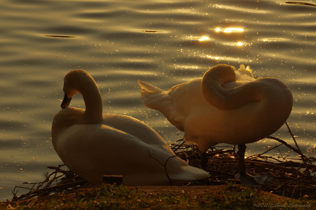 Album "Image sans titre" | Image de photographie "Des oiseaux" de Natali Antonovich en photostock.