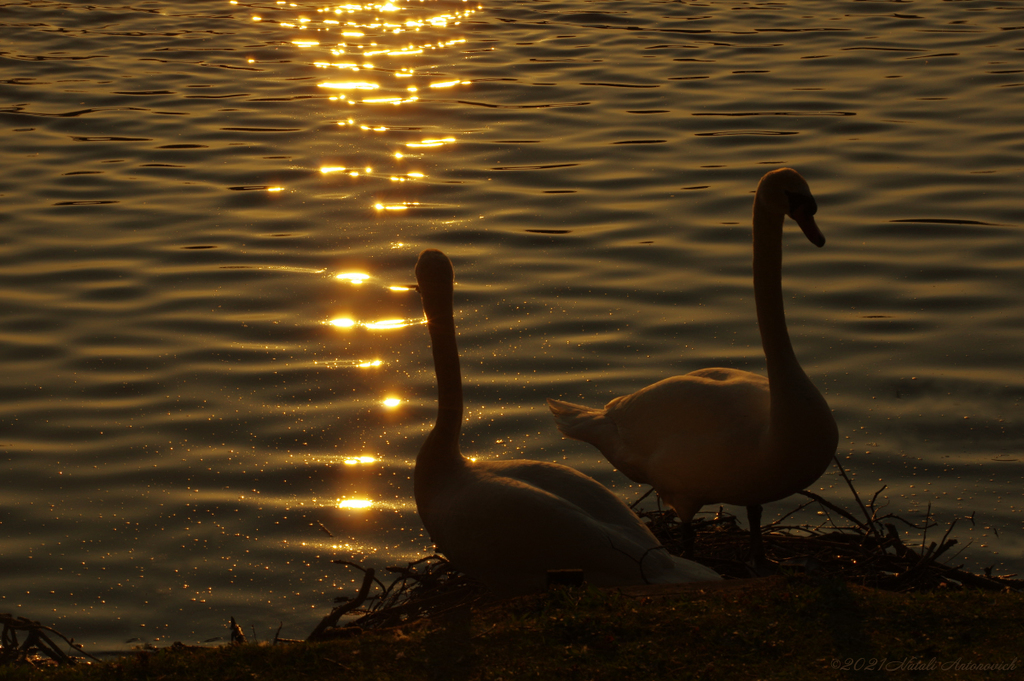 Image de photographie "Image sans titre" de Natali Antonovich | Photostock.