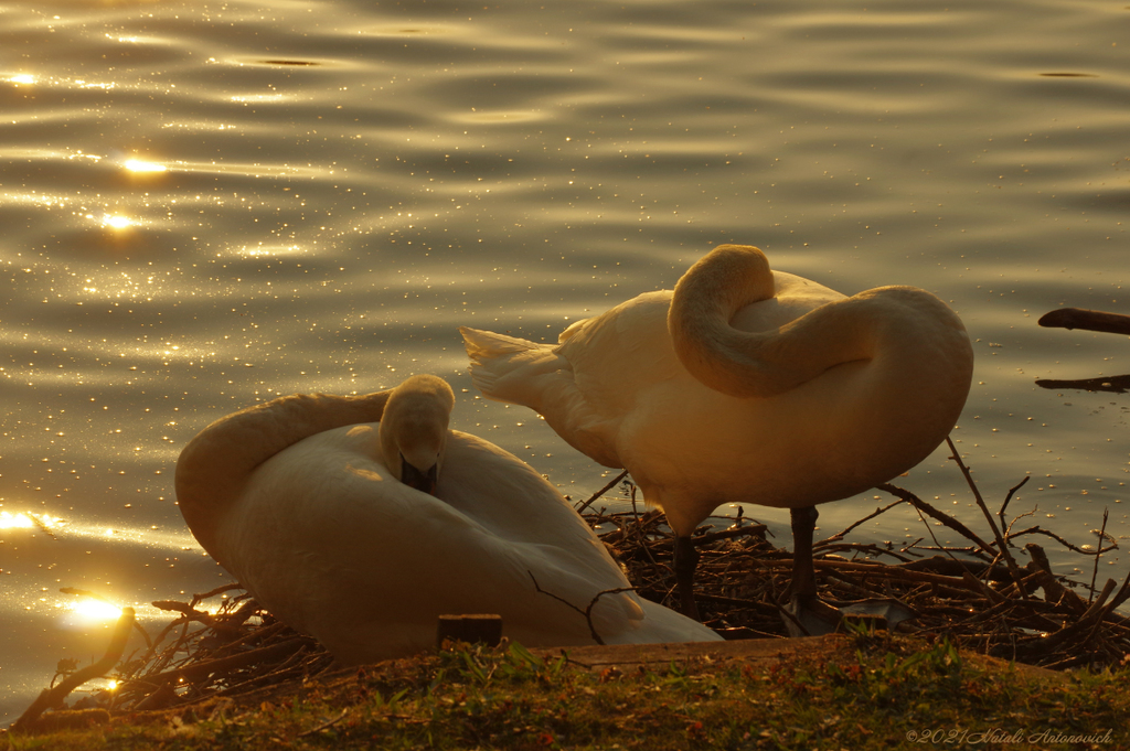 Album "Bild ohne Titel" | Fotografiebild "Vögel" von Natali Antonovich im Sammlung/Foto Lager.