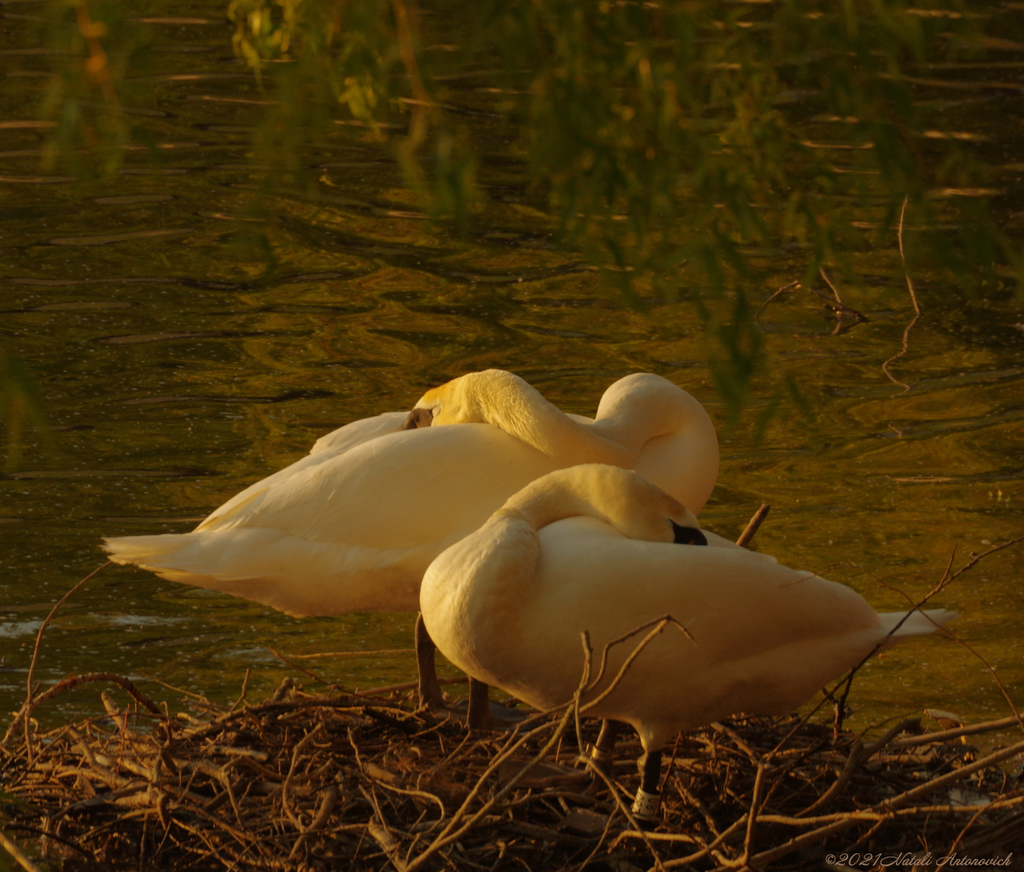 Album "Afbeelding zonder titel" | Fotografie afbeelding "Water Gravitation" door Natali Antonovich in Archief/Foto Voorraad.