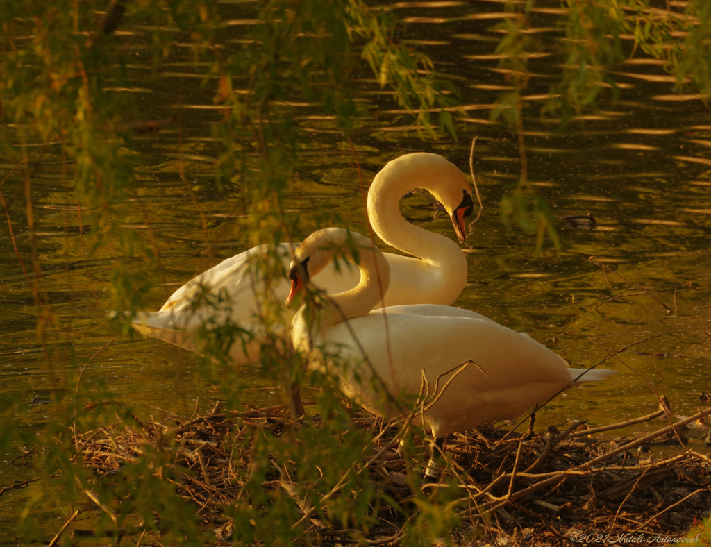 Album  "Image without title" | Photography image "Birds" by Natali Antonovich in Photostock.