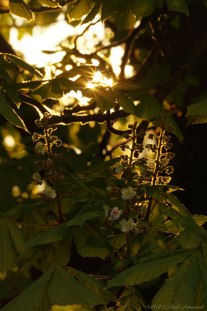 Image de photographie "Image sans titre" de Natali Antonovich | Photostock.