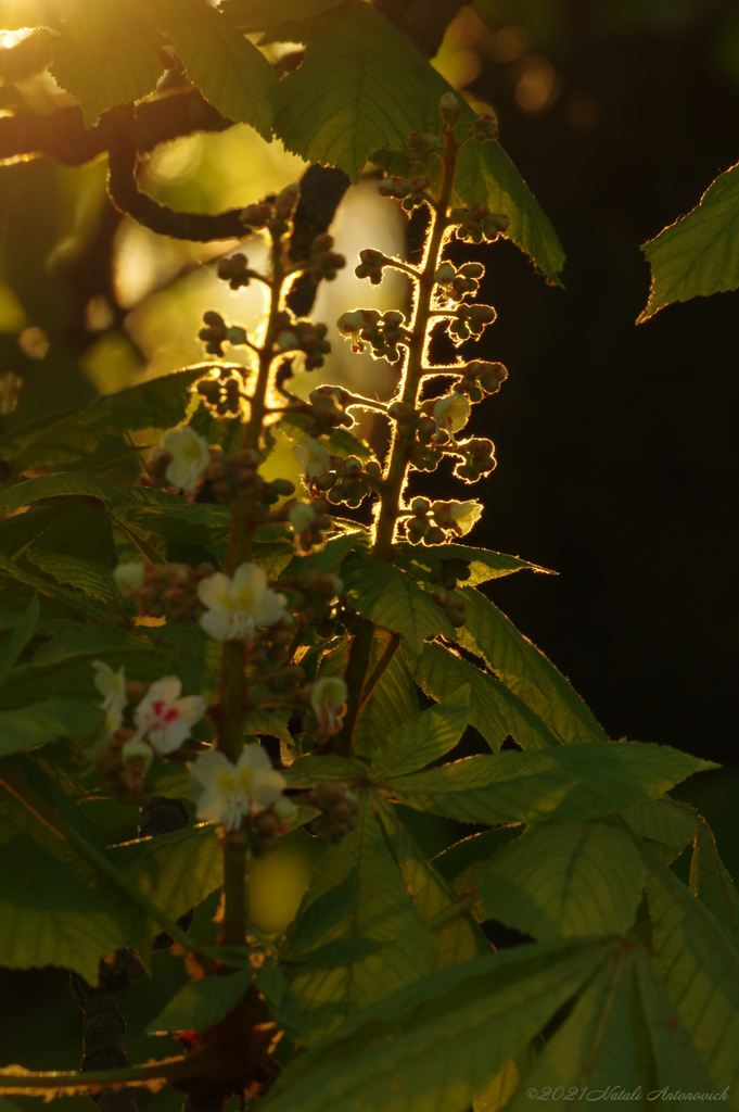 Album "Image sans titre" | Image de photographie "Printemps" de Natali Antonovich en photostock.