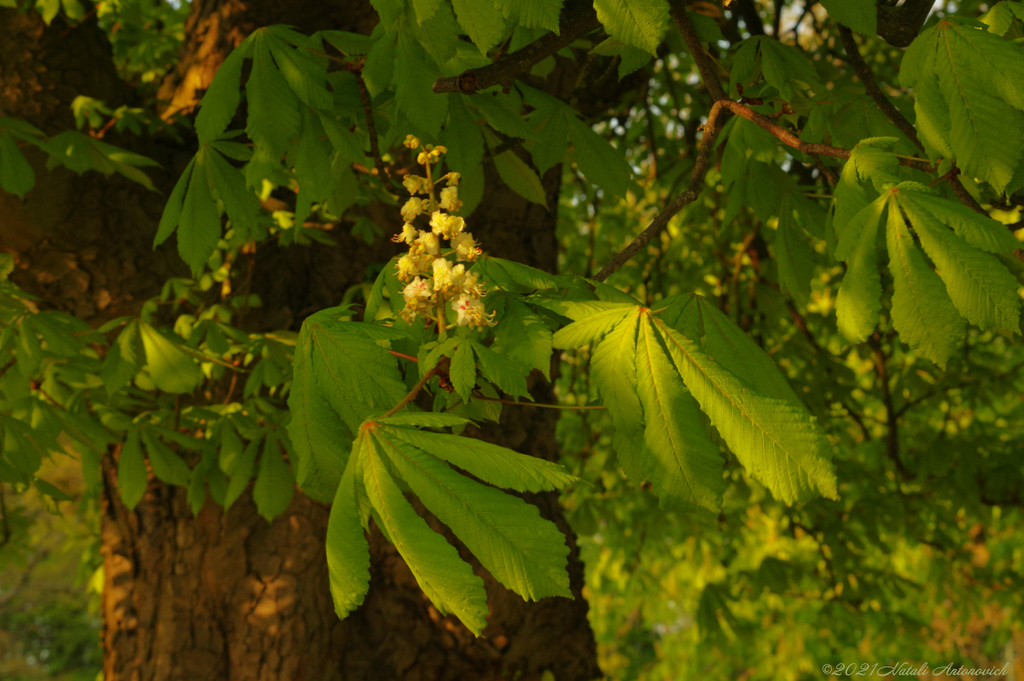 Album  "Image without title" | Photography image " Spring" by Natali Antonovich in Photostock.