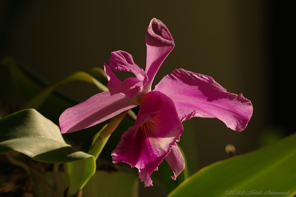 Album  "Orchid" | Photography image "Orchids" by Natali Antonovich in Photostock.