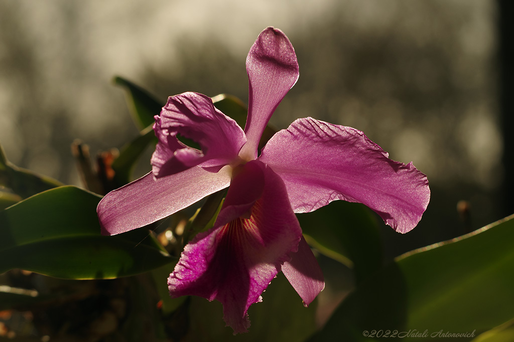 Album "Orchid" | Fotografie afbeelding "Bloemen" door Natali Antonovich in Archief/Foto Voorraad.