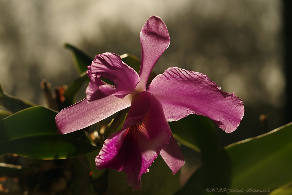 Photography image "Orchid" by Natali Antonovich | Photostock.