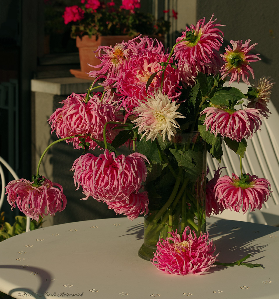 Album "Dahlias" | Fotografiebild "Blumen" von Natali Antonovich im Sammlung/Foto Lager.