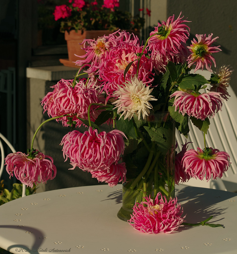 Image de photographie "Dahlias" de Natali Antonovich | Photostock.