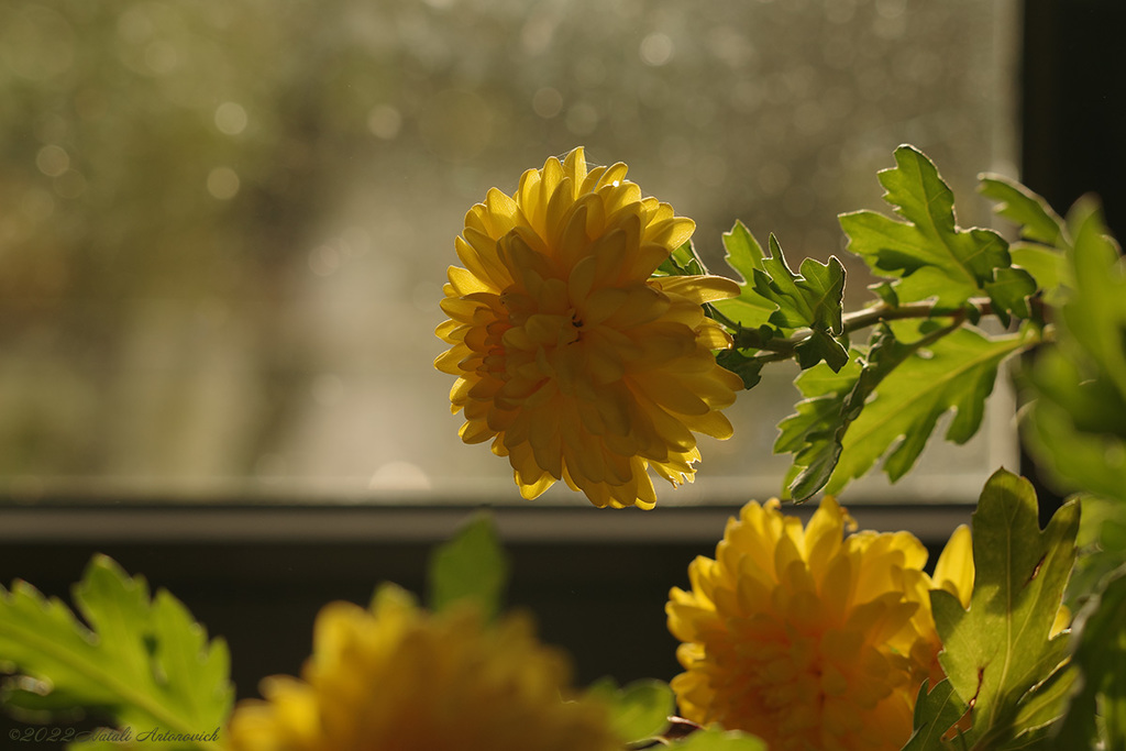 Album "Chrysanthemums" | Fotografiebild "Blumen" von Natali Antonovich im Sammlung/Foto Lager.