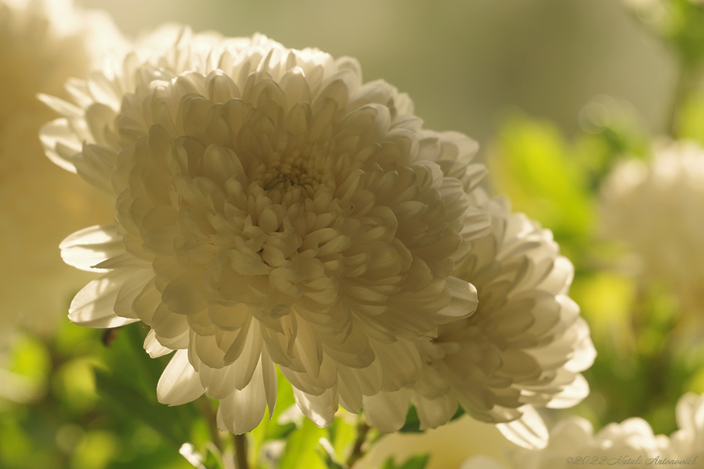 Фота выява "Chrysanthemums" ад Natali Антонавіч | Архіў/Банк Фотаздымкаў.