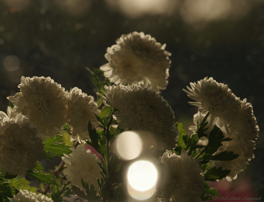 Album "Chrysanthemums" | Fotografiebild "Blumen" von Natali Antonovich im Sammlung/Foto Lager.