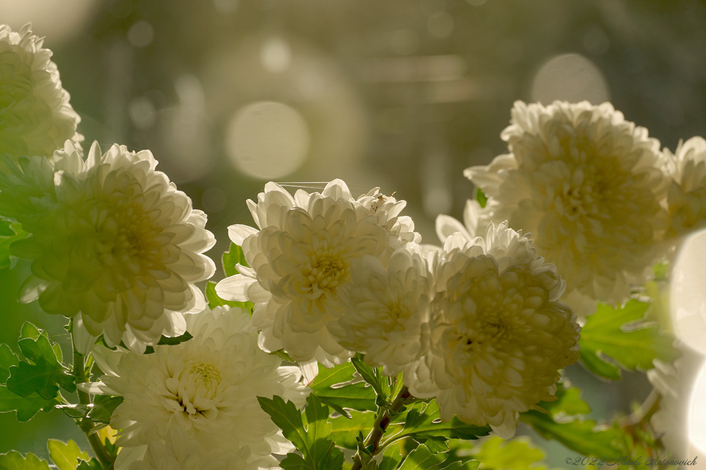 Fotografiebild "Chrysanthemums" von Natali Antonovich | Sammlung/Foto Lager.