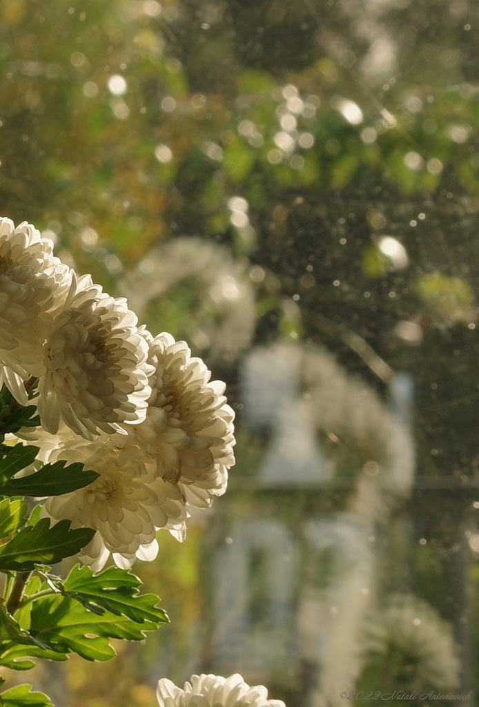 Album "Chrysanthemums" | Fotografie afbeelding "Bloemen" door Natali Antonovich in Archief/Foto Voorraad.