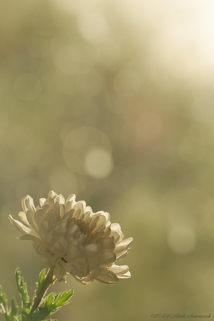 Фотография "Chrysanthemums" от Натали Антонович | Aрхив/Банк Фотографий