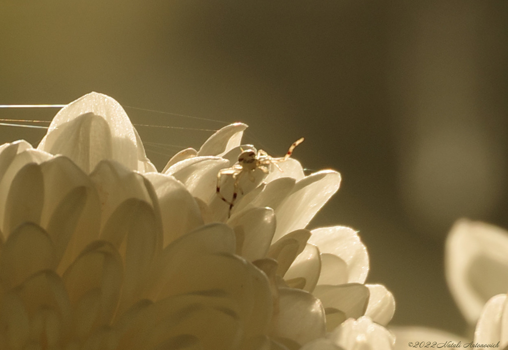 Альбом "Chrysanthemums" | Фота выява "Кветкі" ад Natali Антонавіч у Архіве/Банке Фотаздымкаў.