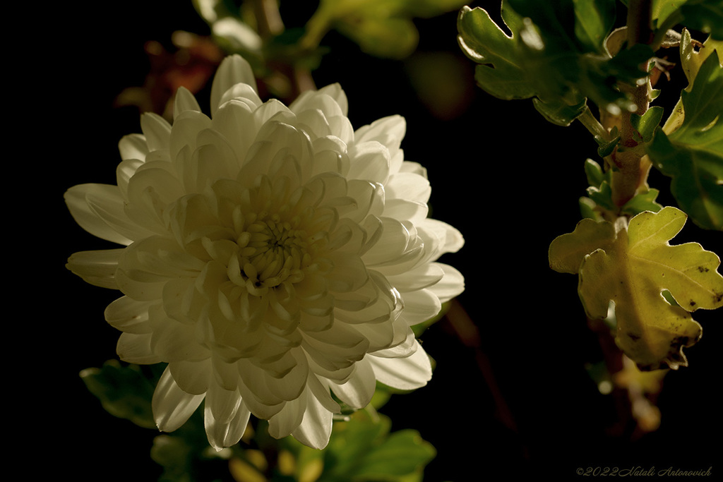 Album "Chrysanthemums" | Fotografiebild "Blumen" von Natali Antonovich im Sammlung/Foto Lager.