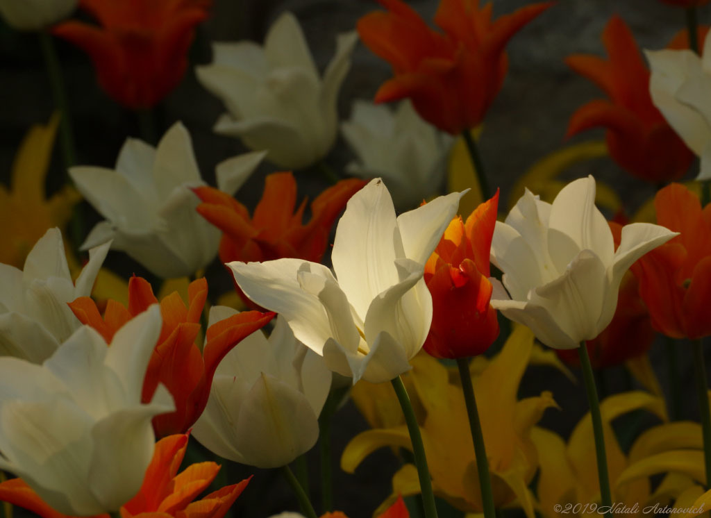 Album "Tulips" | Fotografie afbeelding "Bloemen" door Natali Antonovich in Archief/Foto Voorraad.
