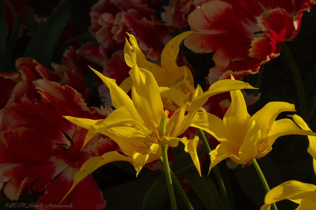 Fotografie afbeelding "Tulips" door Natali Antonovich | Archief/Foto Voorraad.