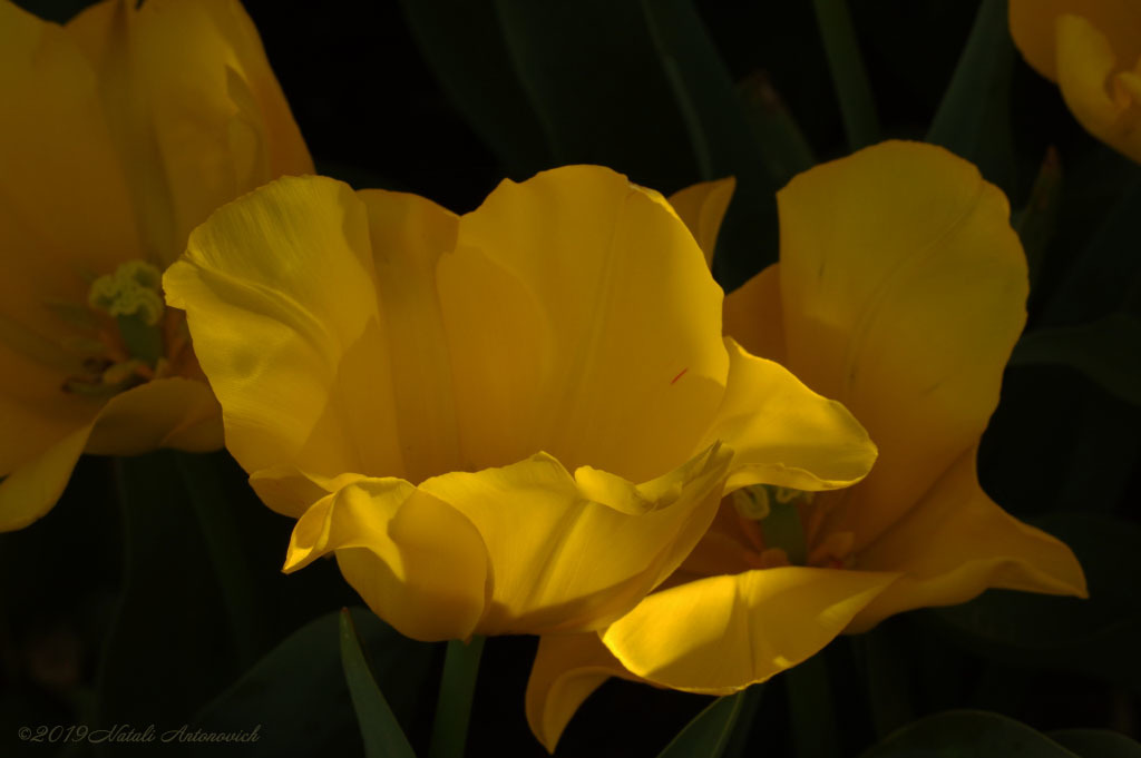 Альбом "Tulips" | Фотография "Цветы" от Натали Антонович в Архиве/Банке Фотографий