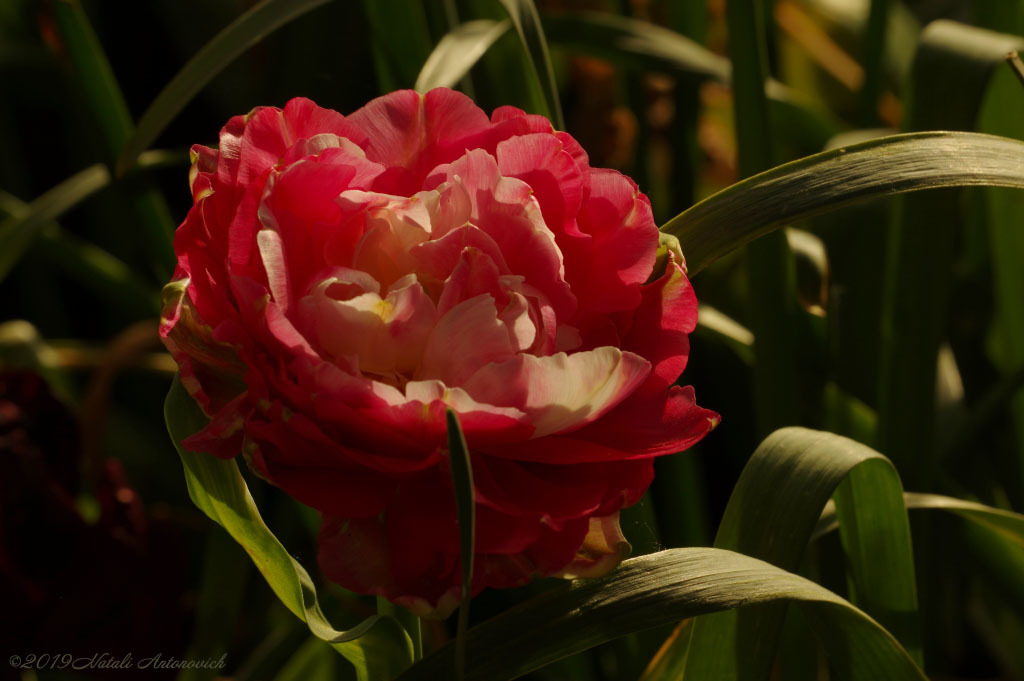Album "Tulips" | Fotografiebild "Blumen" von Natali Antonovich im Sammlung/Foto Lager.