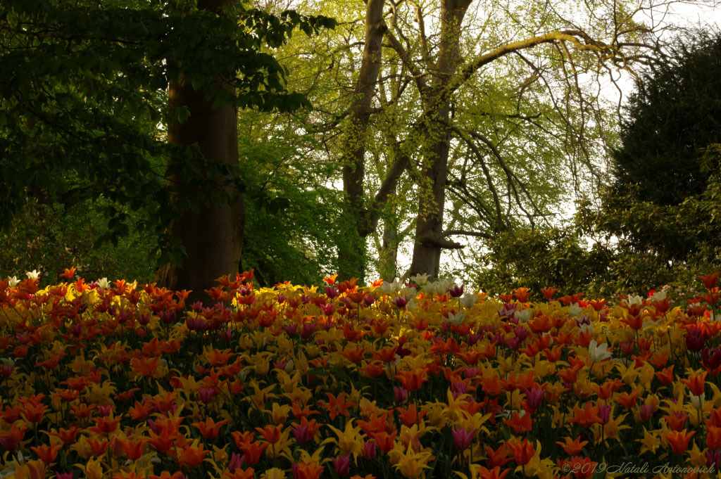 Album "Tulips" | Fotografiebild "Blumen" von Natali Antonovich im Sammlung/Foto Lager.