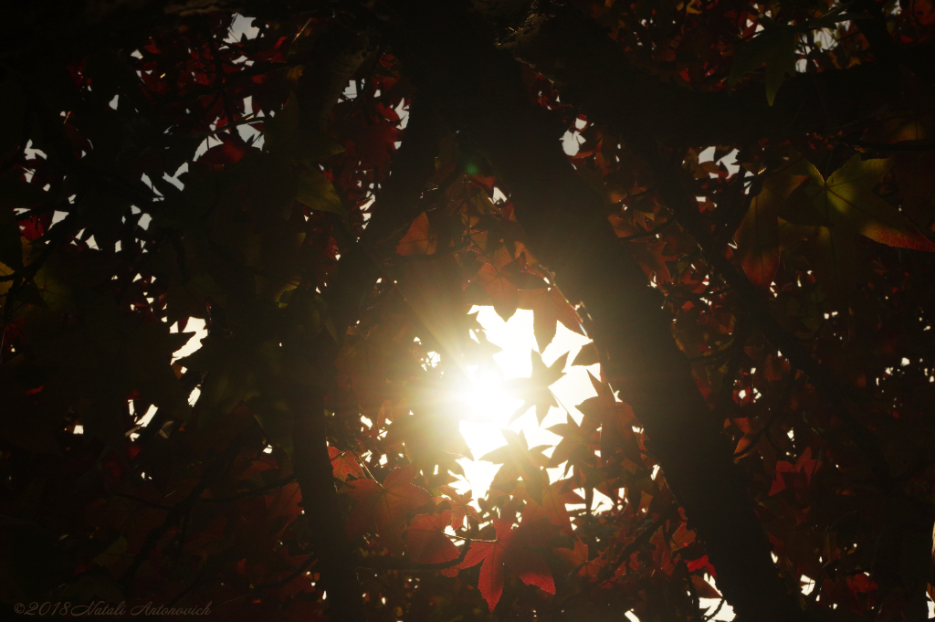 Album "Pensive Autumn" | Fotografie afbeelding "Parallellen" door Natali Antonovich in Archief/Foto Voorraad.