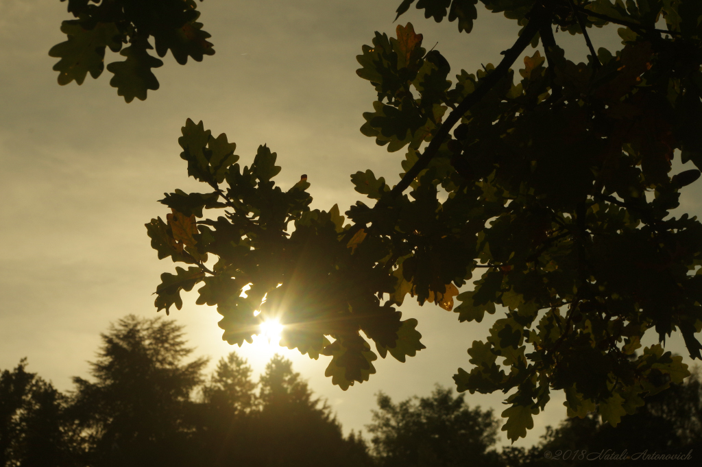 Album "Pensive Autumn" | Fotografie afbeelding "Parallellen" door Natali Antonovich in Archief/Foto Voorraad.