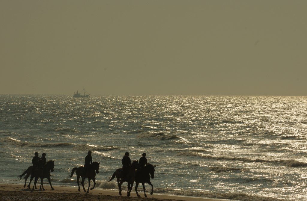 Album  "Belgian coast" | Photography image "Belgian Coast" by Natali Antonovich in Photostock.