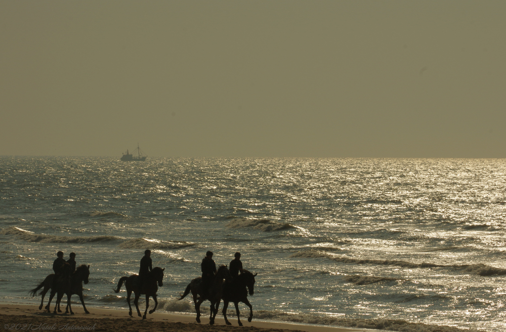 Album "Belgian coast" | Image de photographie "Water Gravitation" de Natali Antonovich en photostock.