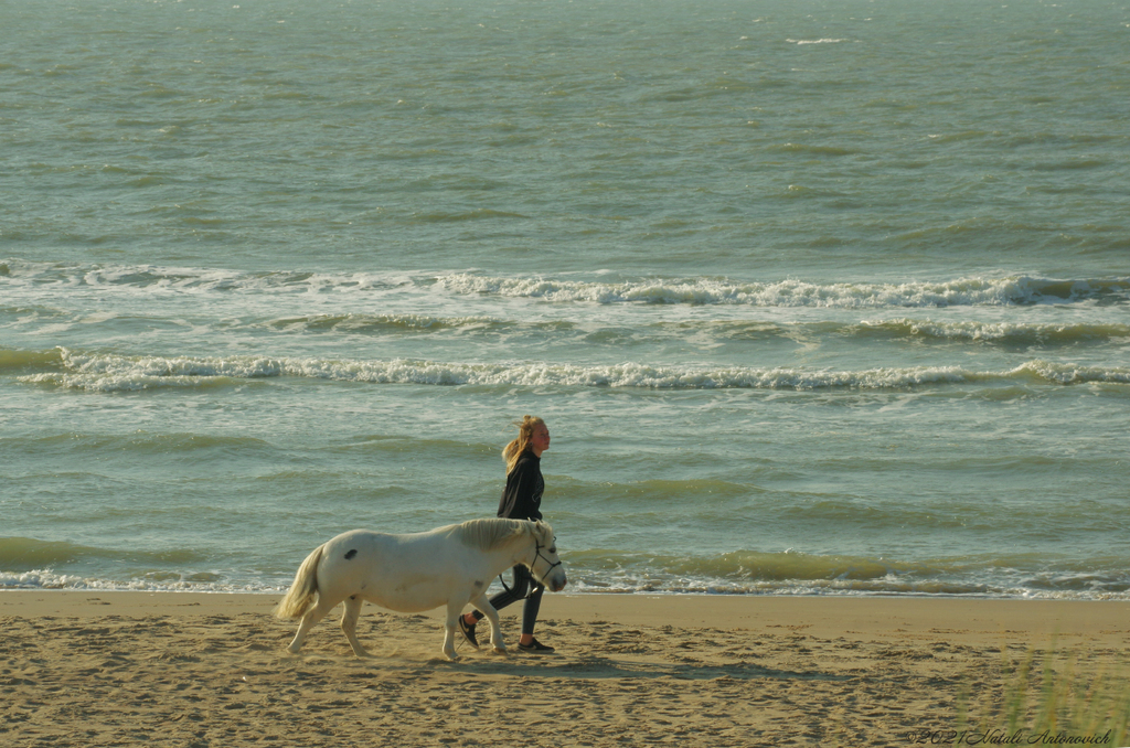 Album  "Belgian coast" | Photography image "Belgian Coast" by Natali Antonovich in Photostock.