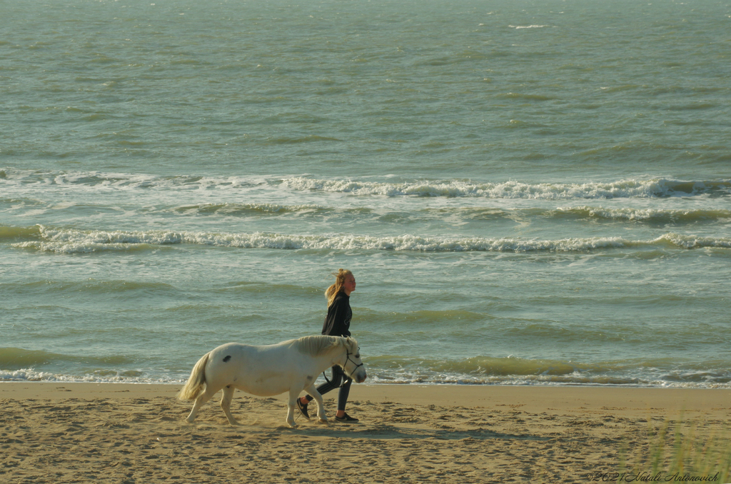 Album "Belgian coast" | Fotografie afbeelding "Water Gravitation" door Natali Antonovich in Archief/Foto Voorraad.