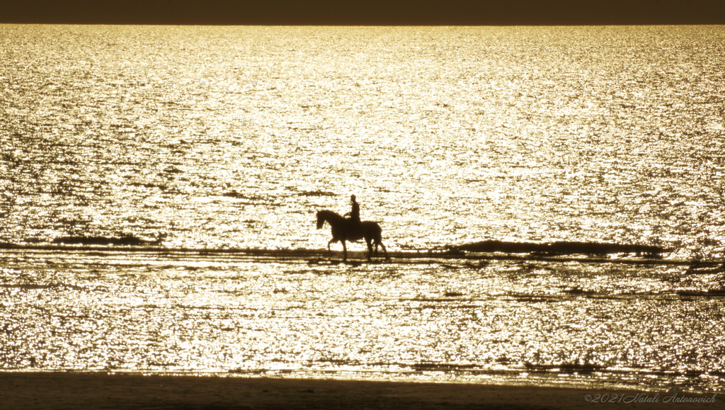 Album "Belgian coast" | Image de photographie "Water Gravitation" de Natali Antonovich en photostock.