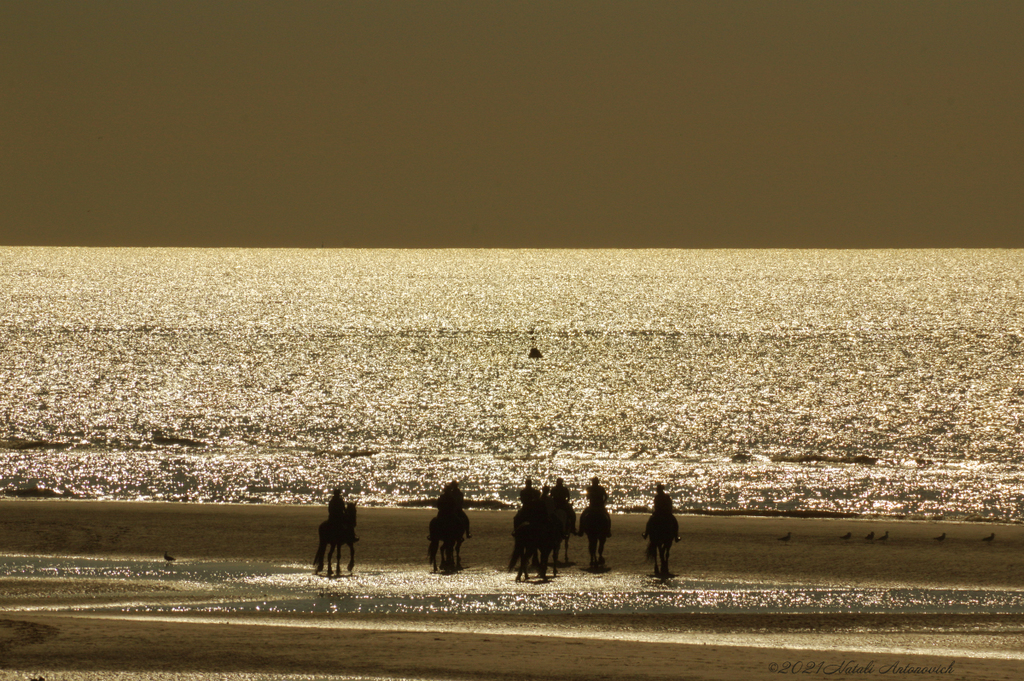 Album "Belgian coast" | Fotografiebild "Water Gravitation" von Natali Antonovich im Sammlung/Foto Lager.