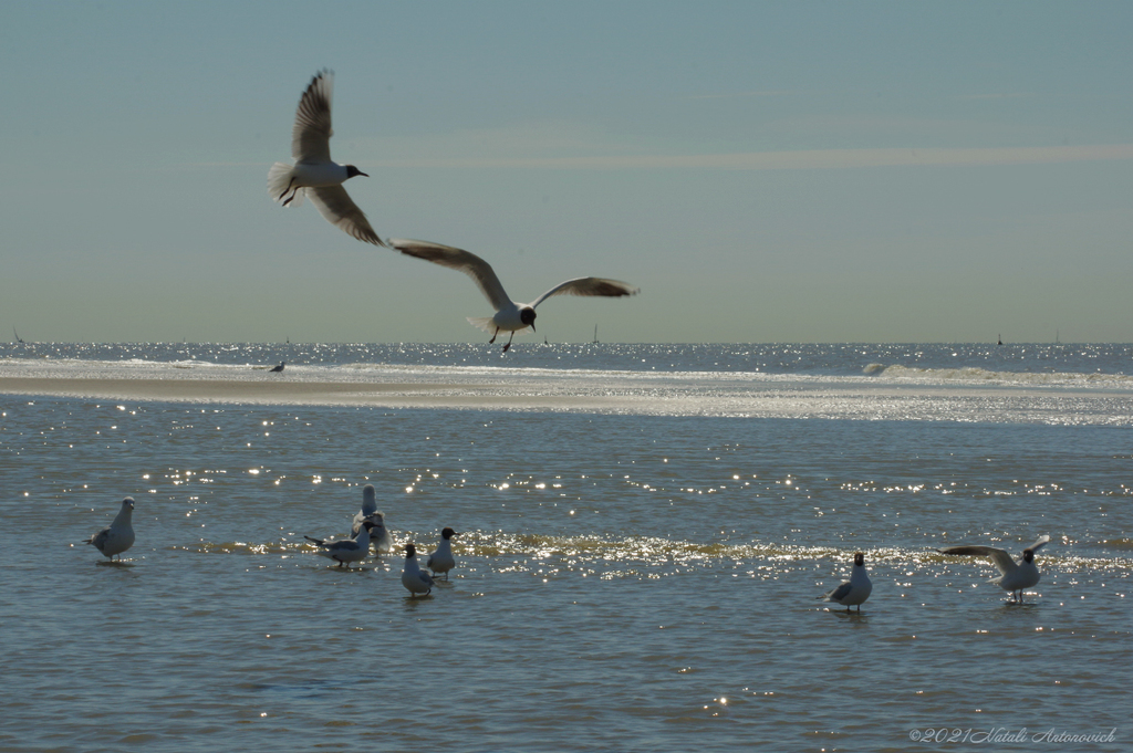 Album "Belgian coast" | Image de photographie "Des oiseaux" de Natali Antonovich en photostock.