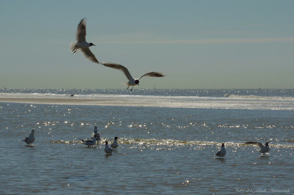Fotografie afbeelding "Belgian coast" door Natali Antonovich | Archief/Foto Voorraad.