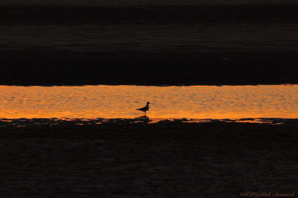 Album "Water Gravitation" | Image de photographie "Des oiseaux" de Natali Antonovich en photostock.