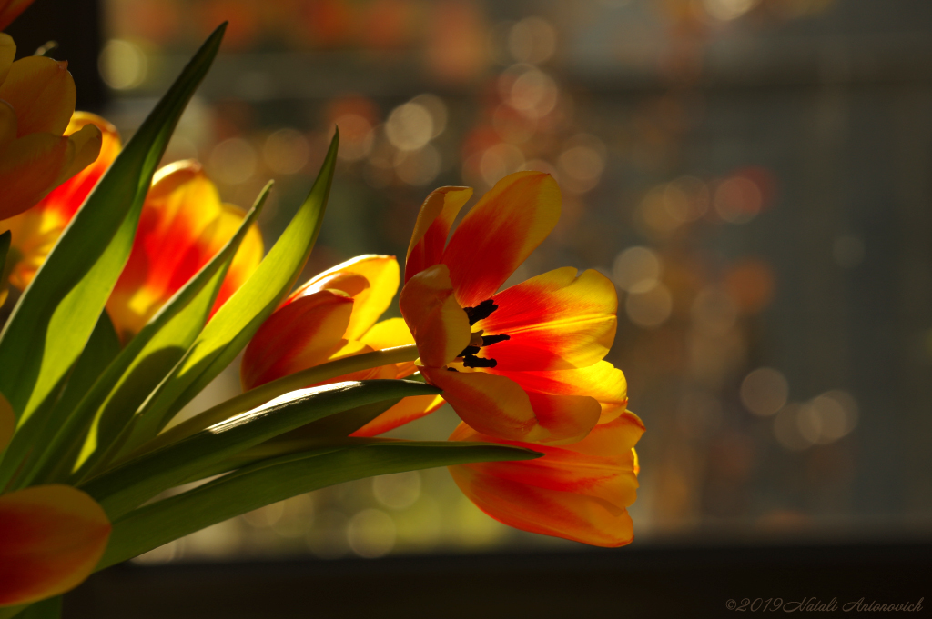 Album "Enamoured Spring" | Fotografie afbeelding "Bloemen" door Natali Antonovich in Archief/Foto Voorraad.