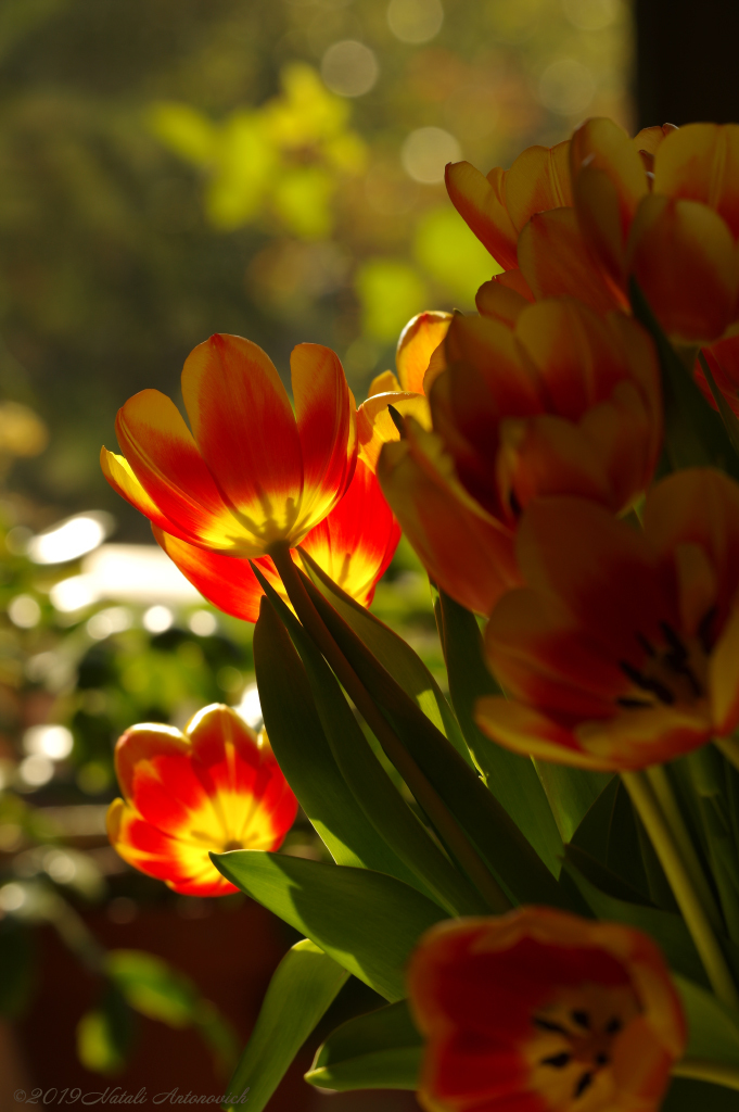 Album "Enamoured Spring" | Fotografie afbeelding "Bloemen" door Natali Antonovich in Archief/Foto Voorraad.