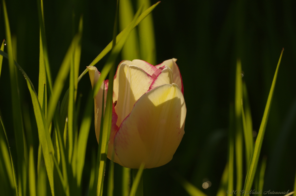 Альбом "Enamoured Spring" | Фота выява "Кветкі" ад Natali Антонавіч у Архіве/Банке Фотаздымкаў.