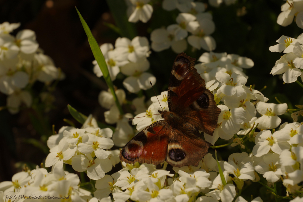 Album  "Enamoured Spring" | Photography image " Spring" by Natali Antonovich in Photostock.